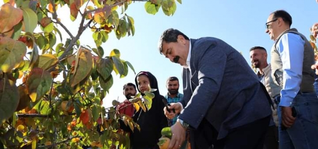 BAŞKAN YILDIZ, CENNET MEYVESİ HASADINA KATILDI...