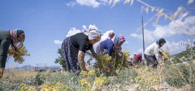 GÜLNAR’LI ÜRETİCİLERDEN ŞENLİK HAVASINDA NOHUT HASADI...