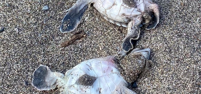 Mersin Barosu’ndan Kaplumbağa ve Zambak Kamapanyası...