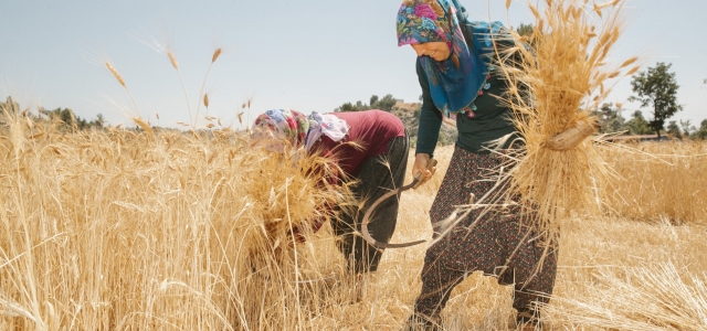 MERSİN BÜYÜKŞEHİR ATA TOHUMU İLE TÜRKİYE’YE ROL MODEL OLDU...