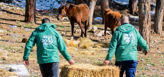 MERSİN BÜYÜKŞEHİR YILKI ATLARI VE KÖPEKLERİ BESLİYOR...