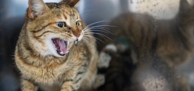 MERSİN BÜYÜKŞEHİR’DEN ‘KEDİ KISIRLAŞTIRMA MERKEZİ’