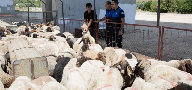 MEZİTLİ’DE KURBANLIK KESİM VE SATIŞ YERLERİ BELLİ OLDU...