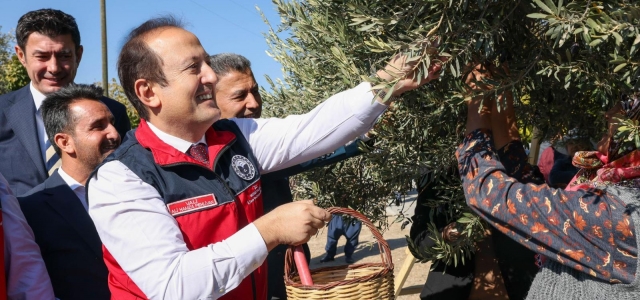 VALİ PEHLİVAN, MUT’TA ZEYTİN HASADINA KATILDI...