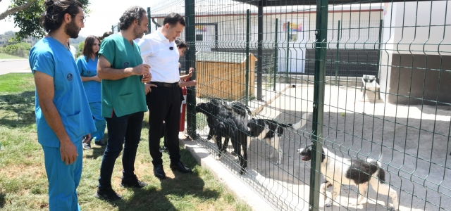 Yenişehir Belediyesi sokak hayvanı Sahiplendiriyor...