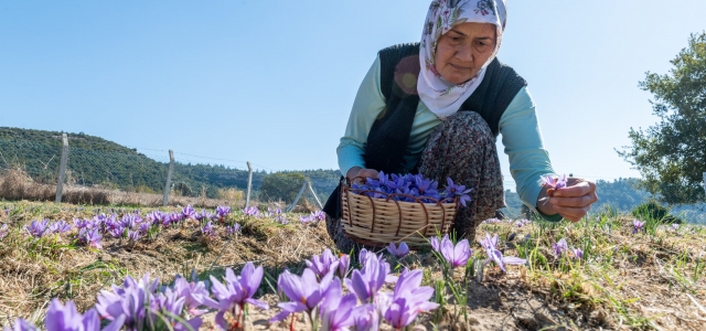 Yenişehir’de safran üretimi dördüncü yılında...